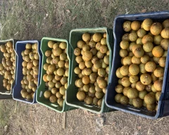 Normal Sapota for sale in Nashik