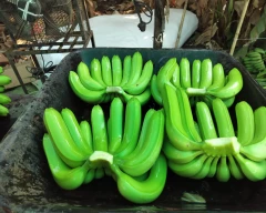 G-9 Banana for sale in Jalgaon