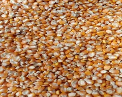 Other Maida for sale in Davangere