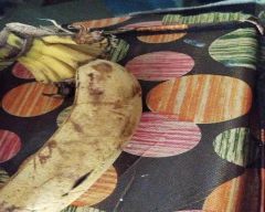 Normal Baheda for sale in Kamle