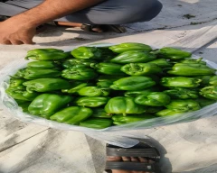 Normal Capsicum for sale in Mumbai City