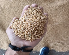 Milling Wheat for sale in Baran