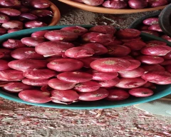 A Grade Quality Onion for sale in Nashik