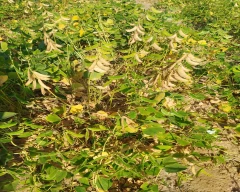 Normal Broad Beans for sale in Kachchh