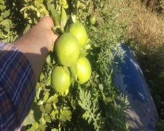 Other Mosambi for sale in Anantapur