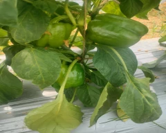 Rijk Zwaan Capsicum for sale in Kolar
