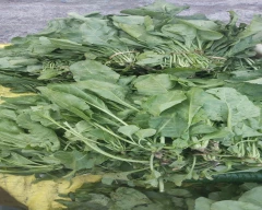 Normal Spinach for sale in Sagar