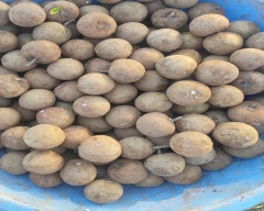 Normal Sapota for sale in Tumakuru