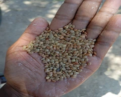 Normal Horse Gram for sale in Erode