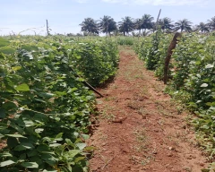 Other Broad Beans for sale in Hassan