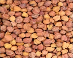 Yellow Chana for sale in Porbandar