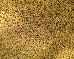 Normal Fenugreek for sale in Pali