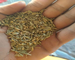 Normal Fennel Seeds for sale in Udaipur