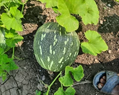 Other Pumpkin for sale in Osmanabad