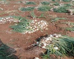A Grade Quality Onion for sale in Nirmal