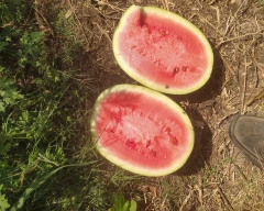 Melody Watermelon for sale in Aurangabad