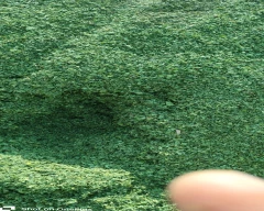 Normal Fenugreek Leaves for sale in Jodhpur