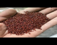 Other Chia seed for sale in Sirohi
