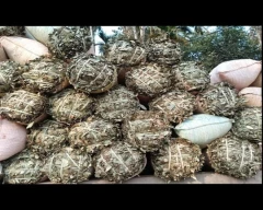 Other Bay leaf for sale in North Garo Hills