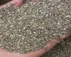 Normal Chia seed for sale in Jalore