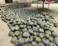 Other Pumpkin for sale in Dhubri