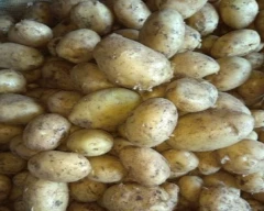Jyoti Potato for sale in Hooghly