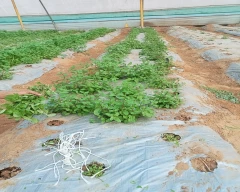Normal Mint Leaves for sale in Jaipur