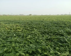 Normal Broad Beans for sale in Krishna