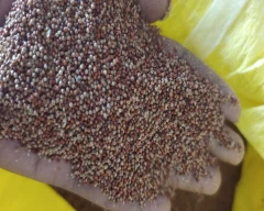 B Grade Quality Ragi for sale in Tumakuru