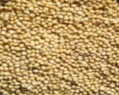 Hybrid Jowar for sale in Jalgaon