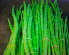 A Grade Quality Drumstick for sale in Chandauli