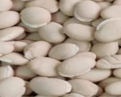 Other Broad Beans for sale in Kachchh