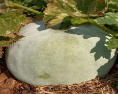 Normal Ash gourd for sale in Anantapur