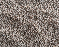 Indian Masoor Dal for sale in Sitapur