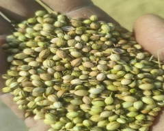 Seed Whole Coriander for sale in Surendranagar