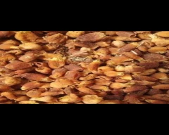 Flowers Mahua for sale in Gariyaband