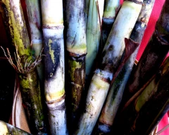 Other Sugarcane for sale in Meerut