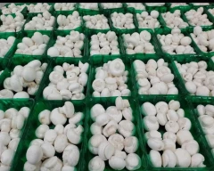 Button Mushroom for sale in Raipur