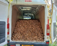 Erode Turmeric for sale in Theni