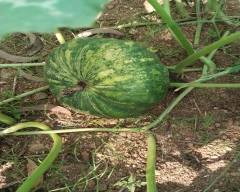 Normal Pumkin seed for sale in Mandya