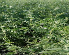 Indian Masoor Dal for sale in Bharatpur