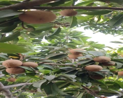 Normal Sapota for sale in Chittorgarh