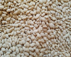 Normal Broad Beans for sale in Kachchh