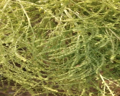 Normal Spinach for sale in Sikar