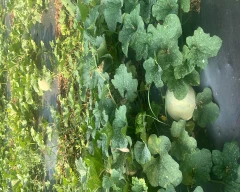 Normal Muskmelon for sale in Anantapur