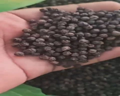 12 MM Pepper for sale in North East Delhi