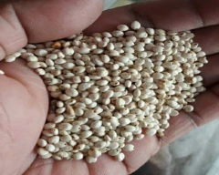 Normal Jowar for sale in Guntur