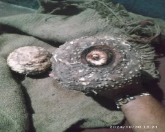 Normal Elephant Yam for sale in Gorakhpur