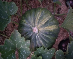 Red Pumpkin for sale in Annamayya
