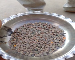 Thai Masoor Dal for sale in Sagar